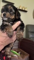 Yorkshire Terrier Puppies for sale in East Rochester, New York. price: $1,500