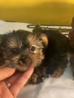Yorkshire Terrier Puppies for sale in 15800 Arbury St, Hesperia, CA 92345, USA. price: $1,000