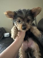 Yorkshire Terrier Puppies for sale in Wausau, Wisconsin. price: $1,300