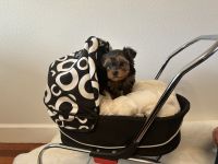Yorkshire Terrier Puppies for sale in Vancouver, Washington. price: $1,750