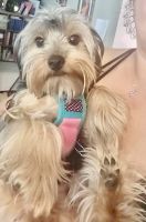 Yorkshire Terrier Puppies for sale in Buford, Georgia. price: $1,500