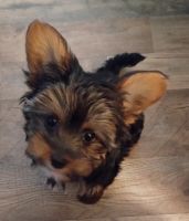 Yorkshire Terrier Puppies for sale in Newton, North Carolina. price: $750