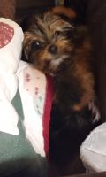 Yorkshire Terrier Puppies for sale in Newton, North Carolina. price: NA