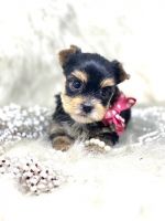 Yorkshire Terrier Puppies for sale in Lipan, TX 76462, USA. price: $2,200