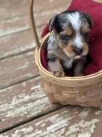 Yorkshire Terrier Puppies for sale in Independence, Virginia. price: $1,800