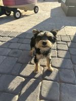 Yorkshire Terrier Puppies for sale in Goodyear, Arizona. price: $600