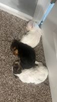 Yorkshire Terrier Puppies for sale in Kernersville, NC 27284, USA. price: $2,000