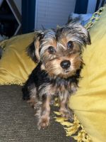 Yorkshire Terrier Puppies for sale in Sandy Springs, Georgia. price: $2,000