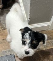 Yorkshire Terrier Puppies for sale in Friona, Texas. price: $700