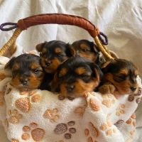 Yorkshire Terrier Puppies for sale in Stockton, California. price: $1,000