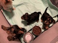Yorkshire Terrier Puppies for sale in Fort Wayne, Indiana. price: $1,000