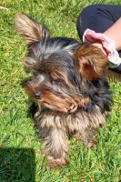 Yorkshire Terrier Puppies for sale in Coldwater, Michigan. price: $1,800