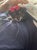 Yorkshire Terrier Puppies for sale in Oklahoma City, Oklahoma. price: $600