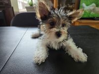 Yorkshire Terrier Puppies for sale in Jackson, Michigan. price: $700