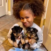 Yorkshire Terrier Puppies for sale in Los Angeles, California. price: NA