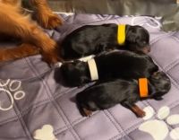 Yorkshire Terrier Puppies for sale in Los Angeles, California. price: $2,000