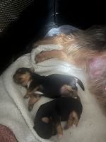 Yorkshire Terrier Puppies for sale in Bronx, New York. price: NA