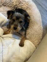 Yorkshire Terrier Puppies for sale in Lawrenceville, Georgia. price: $1,500