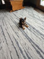 Yorkshire Terrier Puppies for sale in St. paul, Minnesota. price: $1,300