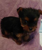 Yorkshire Terrier Puppies for sale in Covington, Georgia. price: $1,000
