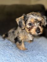 Yorkshire Terrier Puppies for sale in Sandy Springs, Georgia. price: $1,800