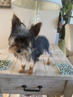 Yorkshire Terrier Puppies for sale in Dandridge, Tennessee. price: $2,000