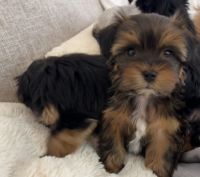 Yorkshire Terrier Puppies for sale in Lake Mary, Florida. price: $800