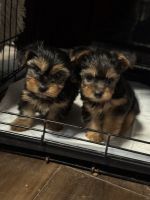 Yorkshire Terrier Puppies for sale in Burlington, NJ 08016, USA. price: $1,600