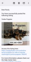 Yorkshire Terrier Puppies for sale in Seattle, Washington. price: $1,700
