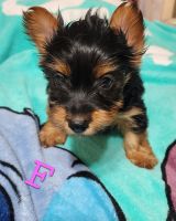Yorkshire Terrier Puppies for sale in Buckeye, Arizona. price: $2