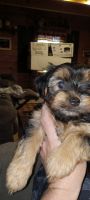 Yorkshire Terrier Puppies for sale in Bainbridge, Ohio. price: $1,000