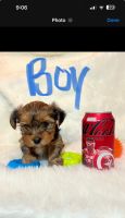 Yorkshire Terrier Puppies for sale in Grand Prairie, Texas. price: $1,500