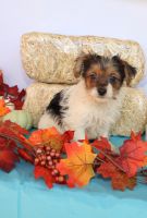 Akc male parti yorkies