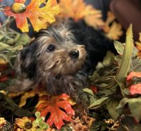 Precious Girl ACA registered