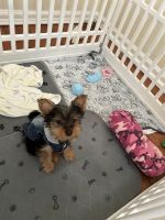 Yorkie/ toy Yorkie small