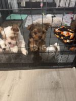 Yorkshire Terrier Puppies for sale in Fort Worth, TX, USA. price: $2,000