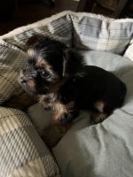 Yorkie puppies