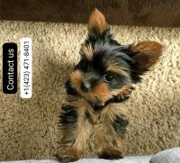 Yorkshire Terrier Puppies for sale in 657 Roy Wilkins Ave, Louisville, KY 40203, USA. price: $500