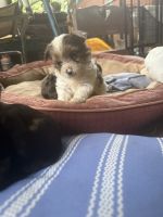 Registered male Yorkies