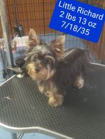AKC Yorkshire Terrier