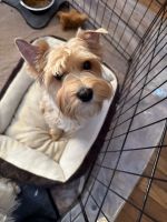 Yorkshire Terrier Puppies for sale in Little Rock, AR, USA. price: $1,750