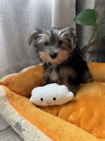 Yorkshire Terrier Puppies for sale in Albuquerque, NM, USA. price: $2,000