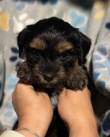 Yorkshire Terrier Puppies for sale in Jasper, GA, USA. price: $1,000