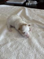 Yorkshire Terrier Puppies for sale in SD-445, Rapid City, SD 57702, USA. price: $1,200