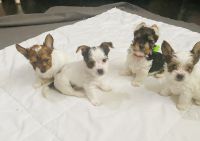 Yorkshire Terrier Puppies for sale in Fresno, CA, USA. price: $1,500