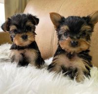 Yorkshire Terrier Puppies for sale in Seattle, WA, USA. price: $500