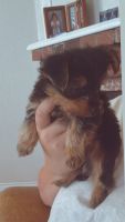 Yorkshire Terrier Puppies for sale in Olivehurst, CA 95961, USA. price: $1,000