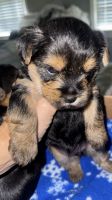 Yorkshire Terrier Puppies for sale in Alabaster, AL 35007, USA. price: $1,500