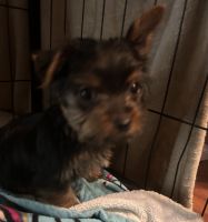 Yorkshire Terrier Puppies for sale in Clemson, SC, USA. price: $1,000