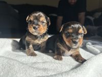 Yorkshire Terrier Puppies for sale in Manteca, CA, USA. price: $2,500